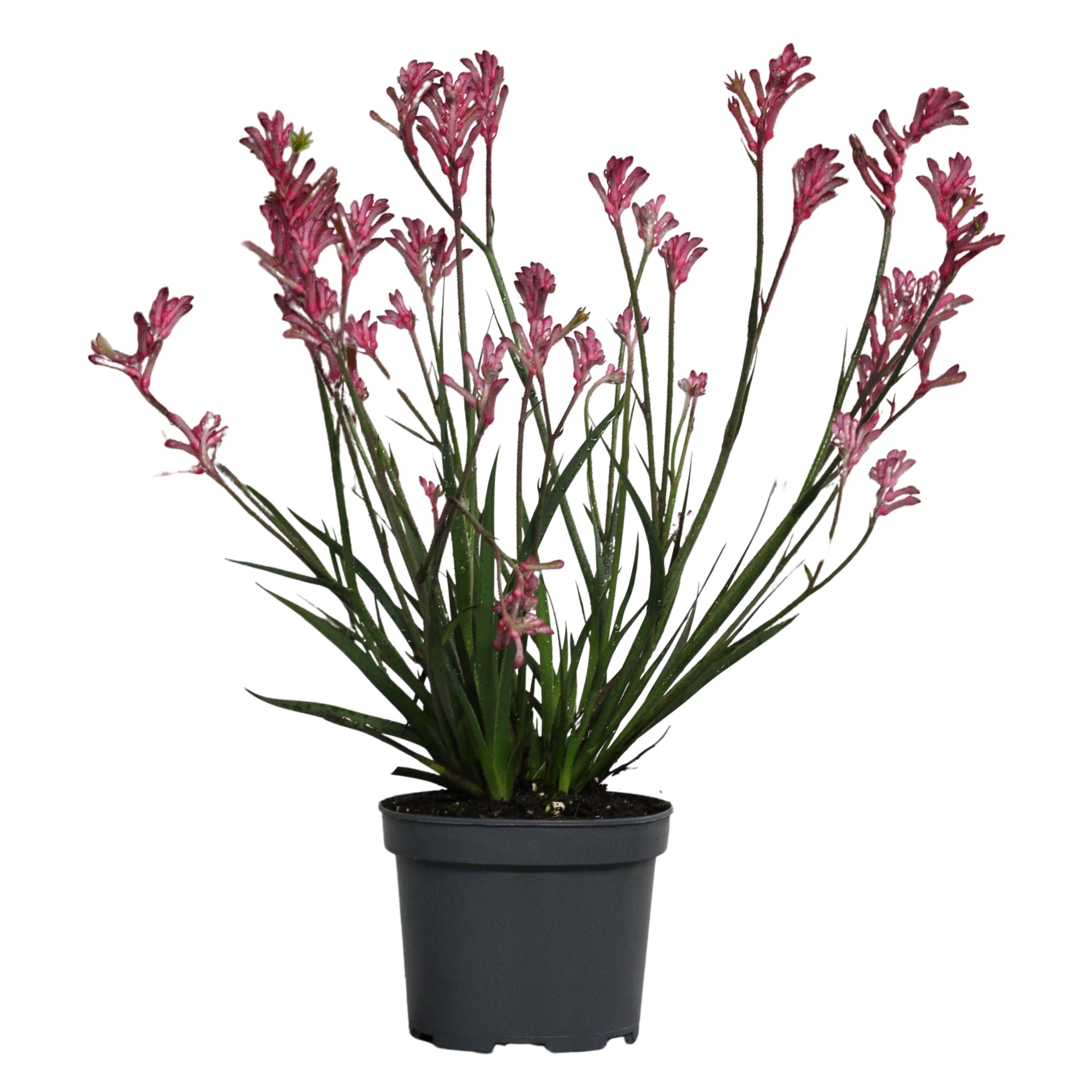 Anigozanthos | Pata de Canguru